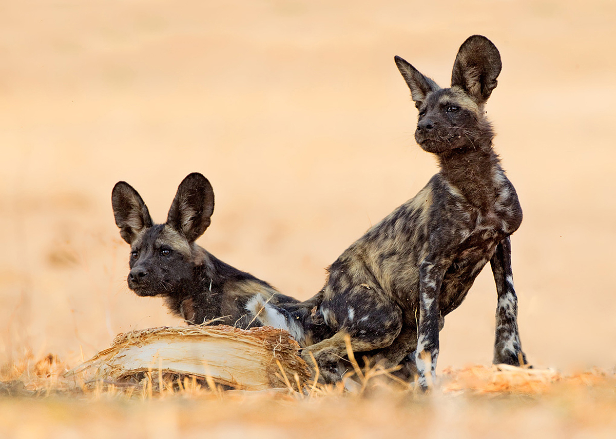Wild Dog