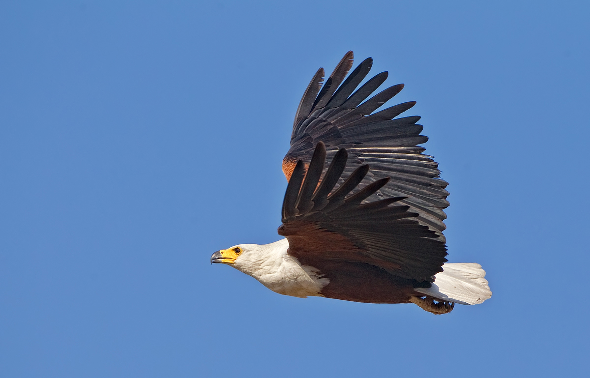 Fish Eagle