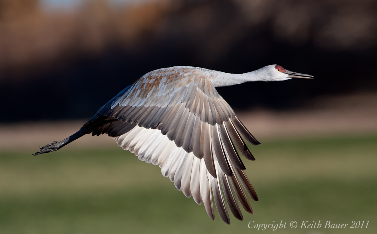 Bosque Crane
