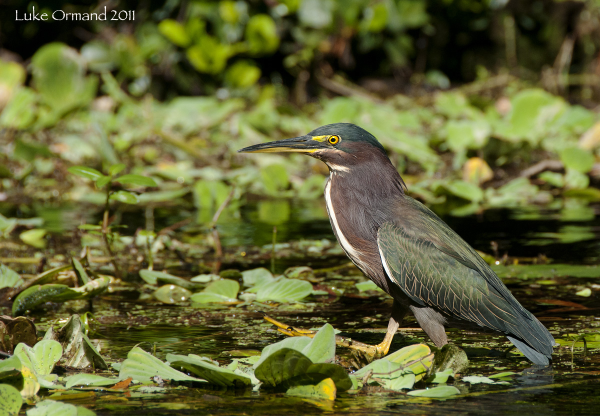 Green Heron