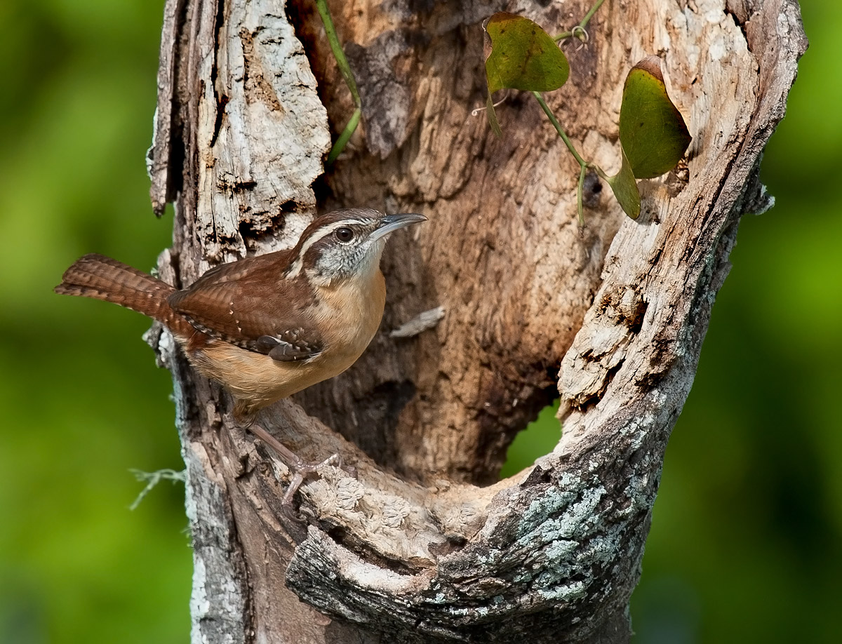 Carolina Wren