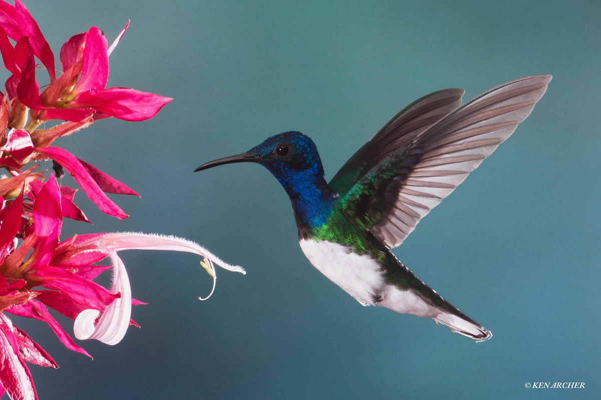 White-necked Jacobin