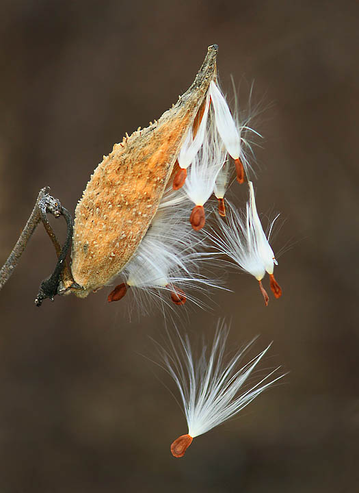 Falling milkweed