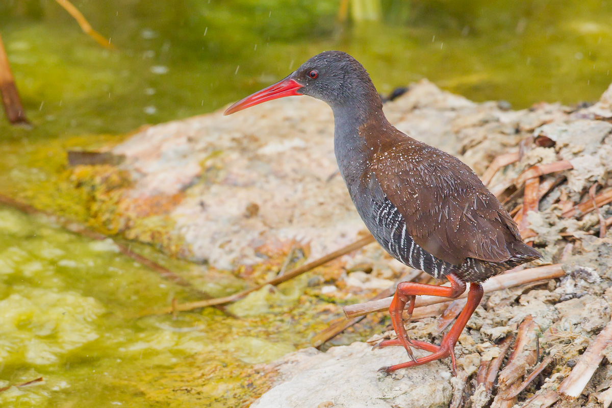 African Rail