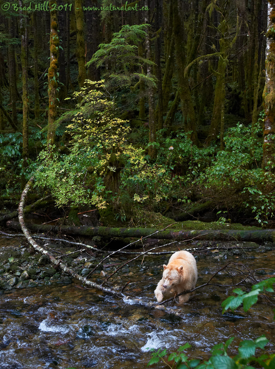 Spirit of the Rainforest