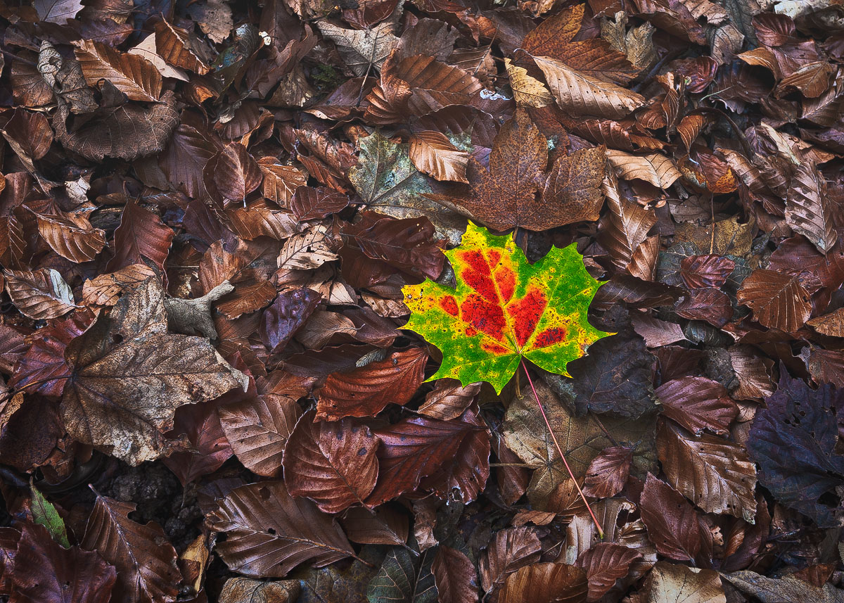 Vibrant Colors