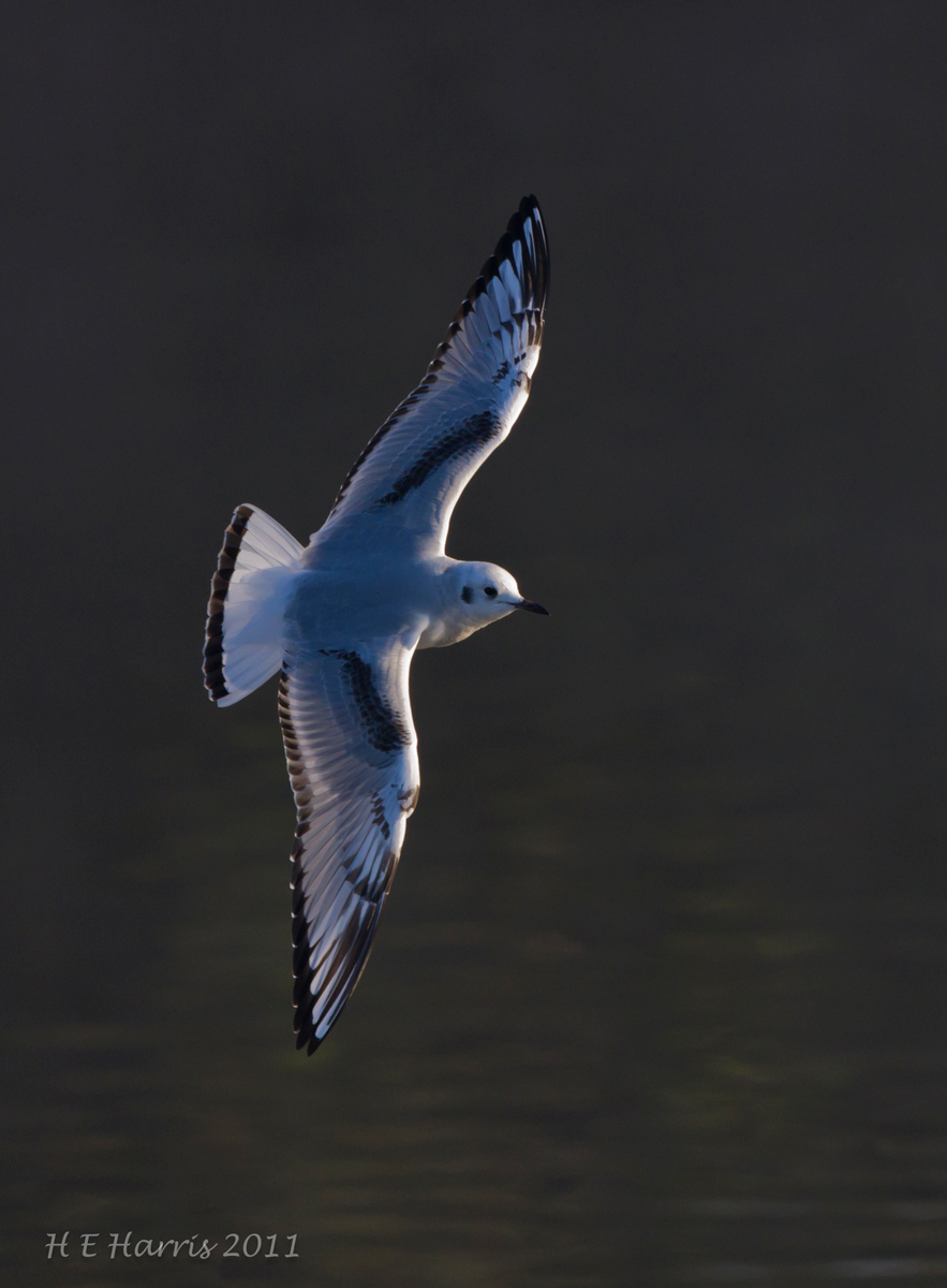 Bonaparte's Gull