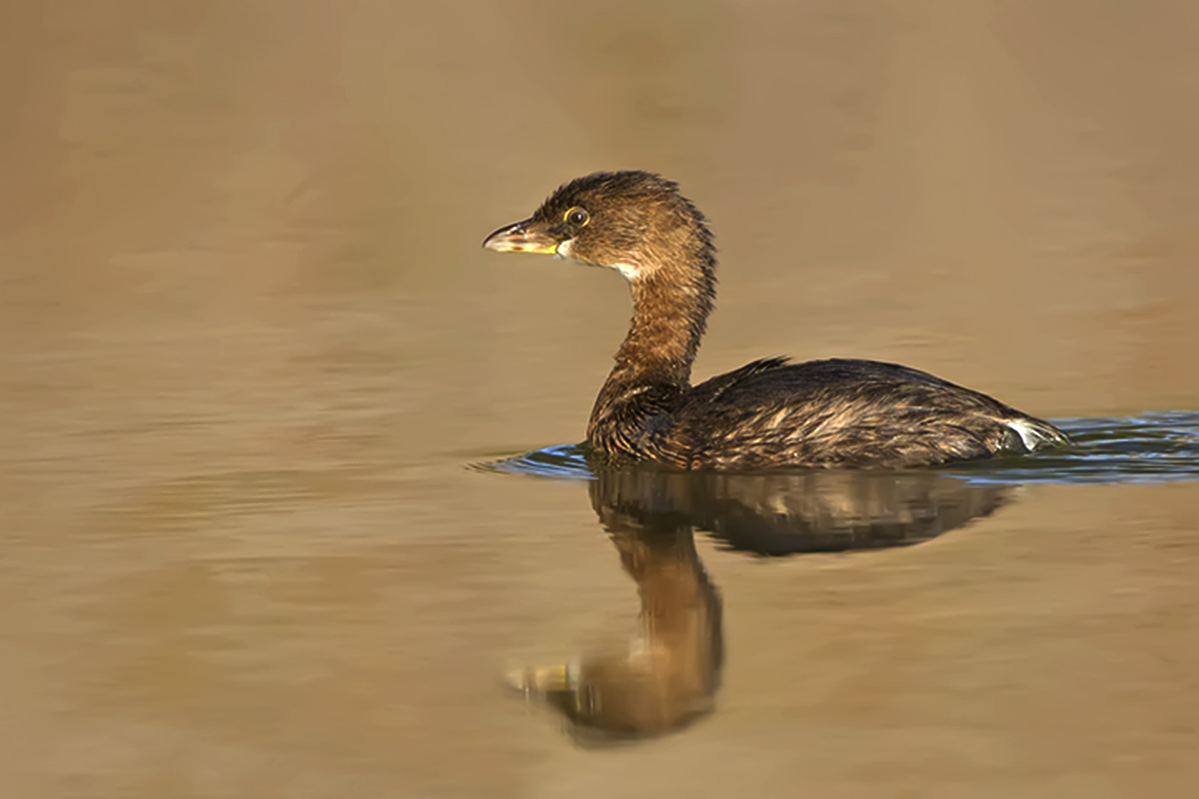 Grebe