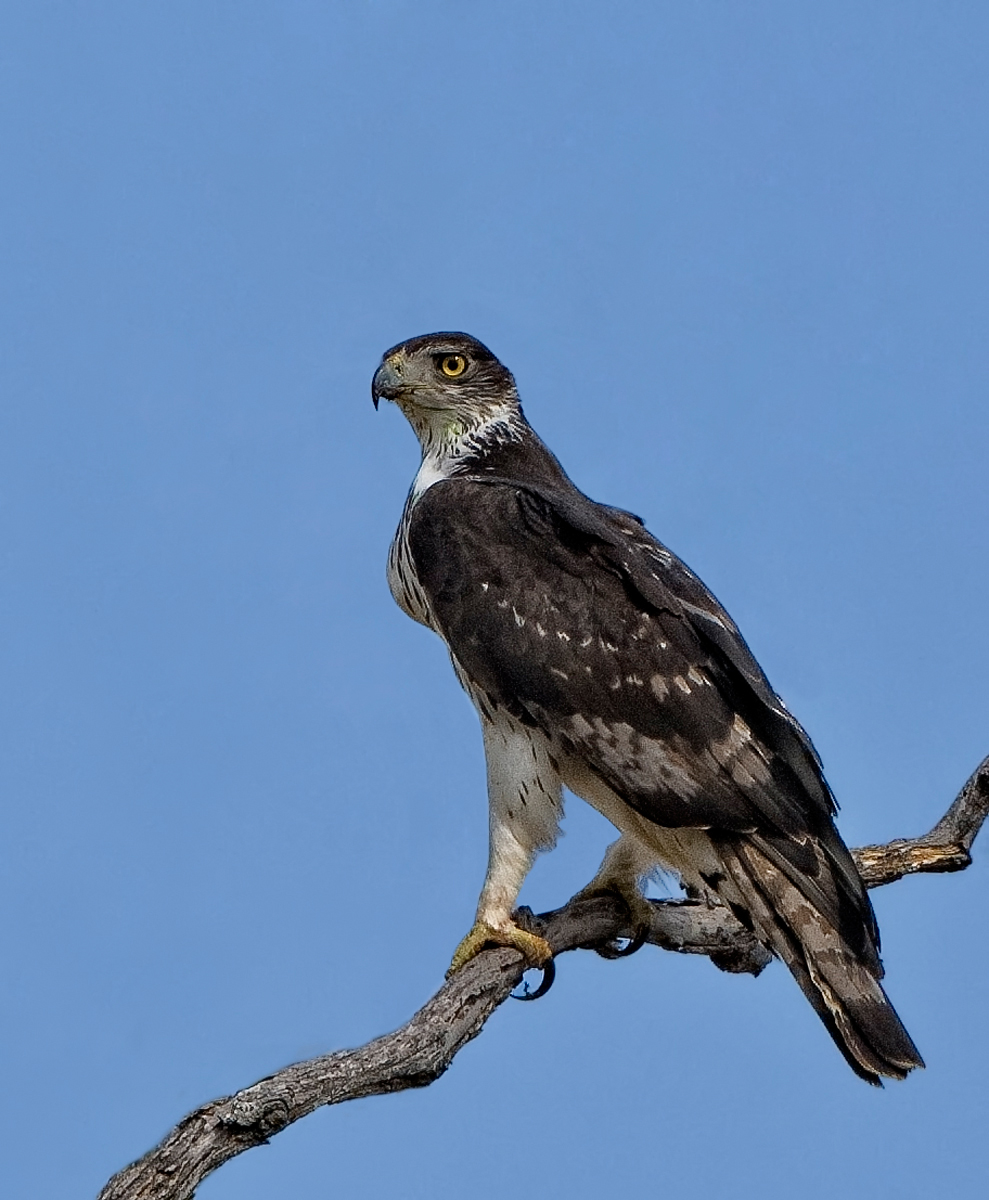 African Hawk Eagle