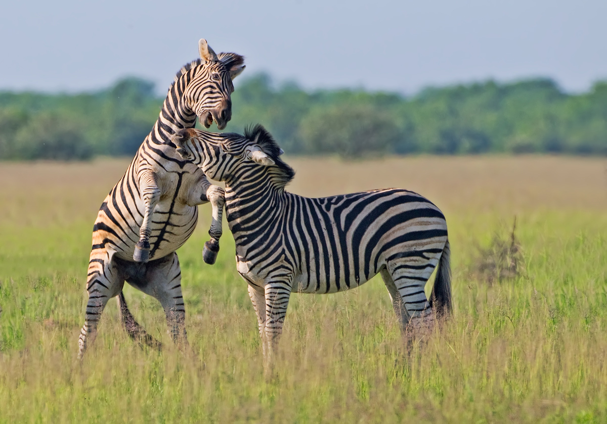 Zebra Play