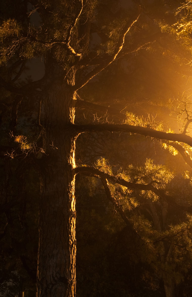 Rays of Light 2