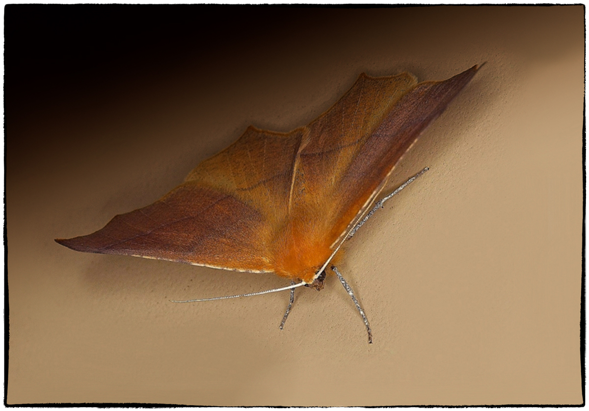 Unknown Moth