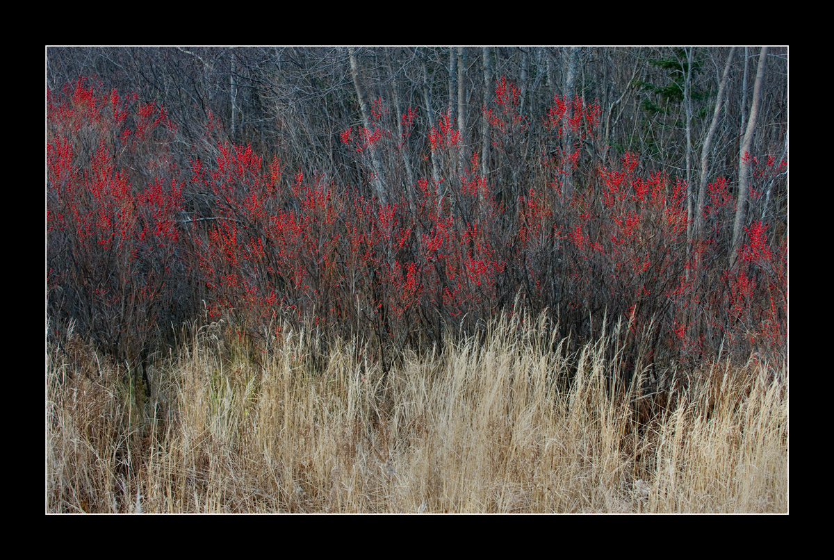 Winter Holly