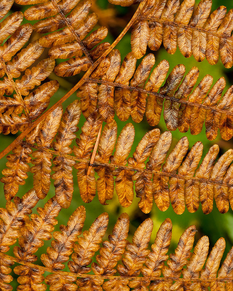 Golden Fern