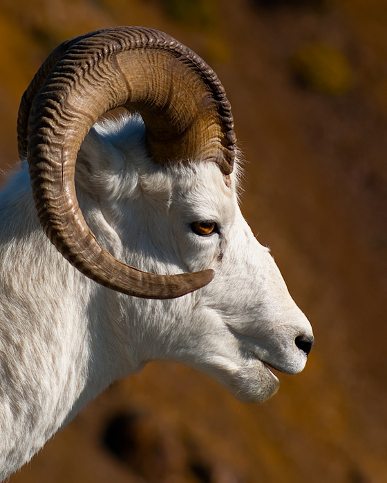 Dall Portrait
