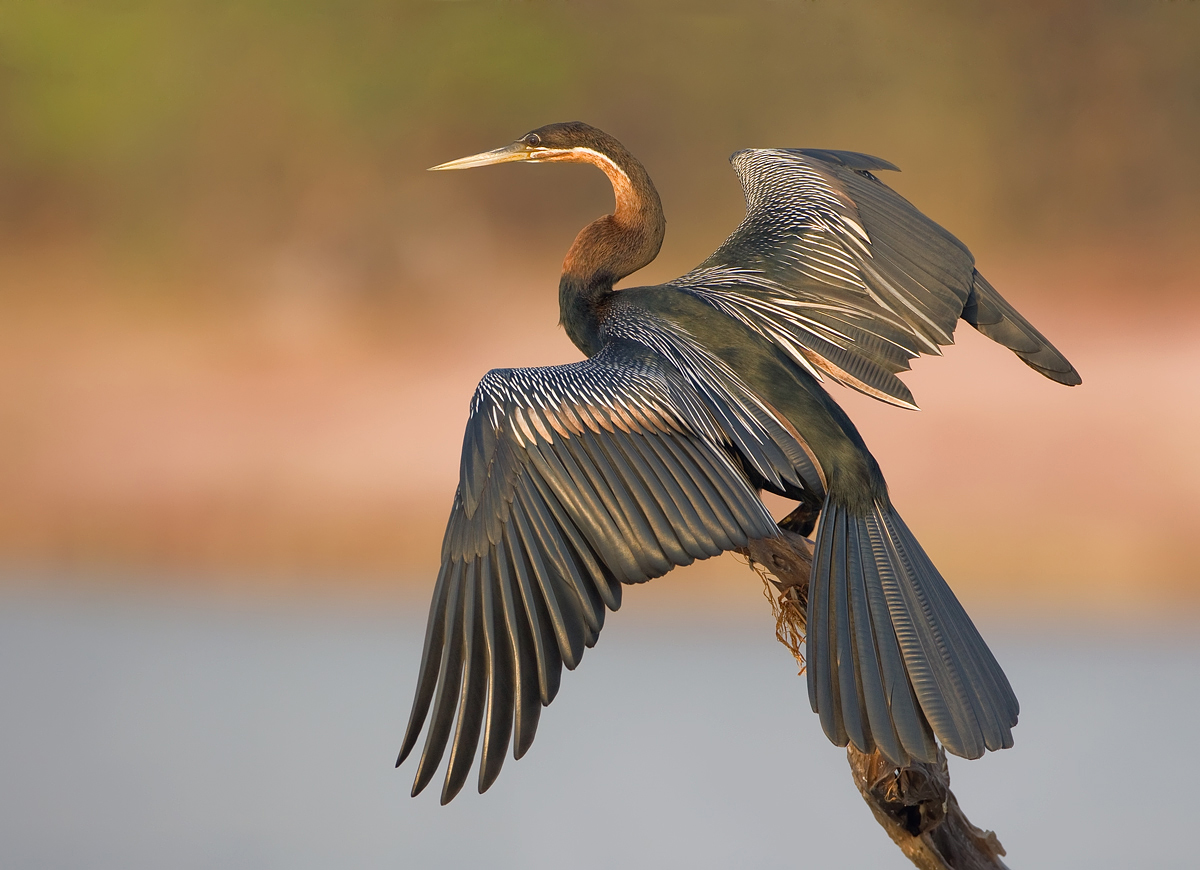 African Darter