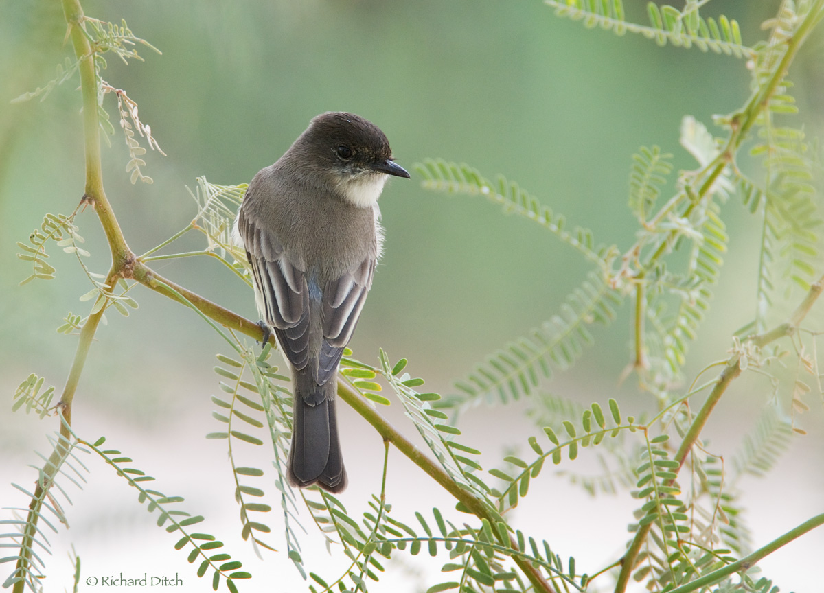 Eastern Phoebe