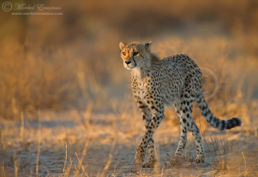 Cheetah Stroll