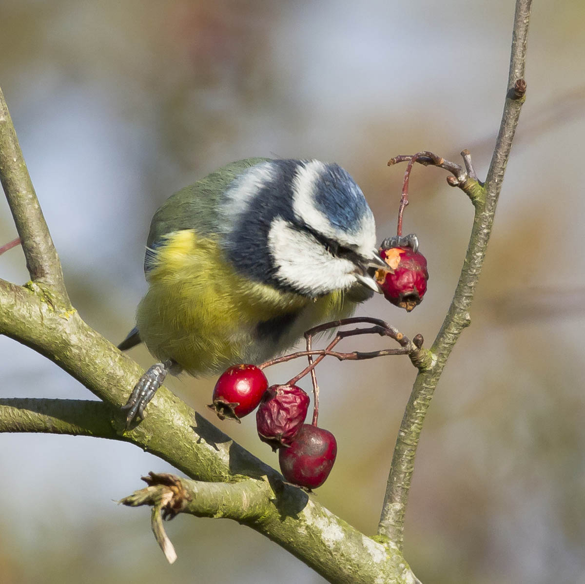 Blue Tit feeding 