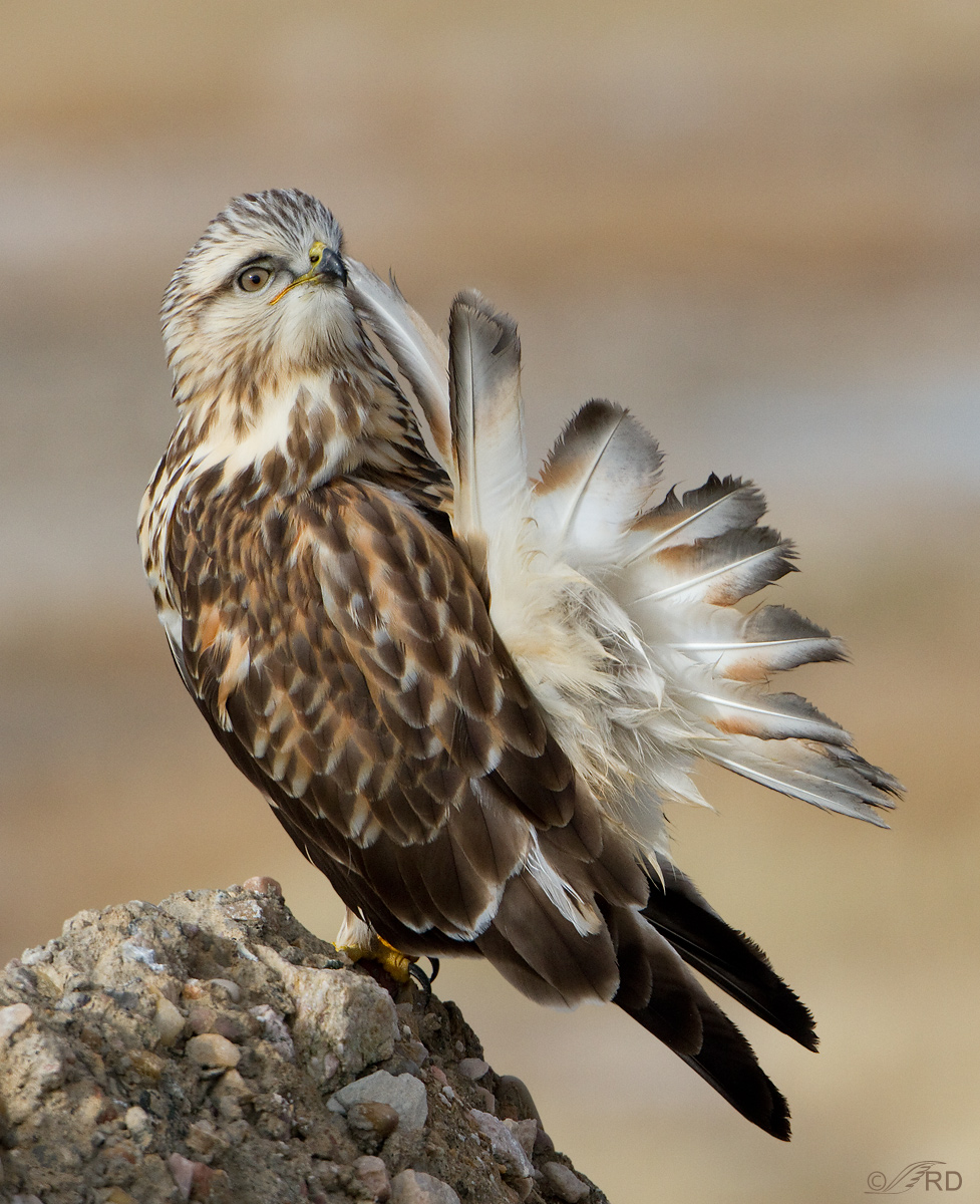 Rough-legged Hawk