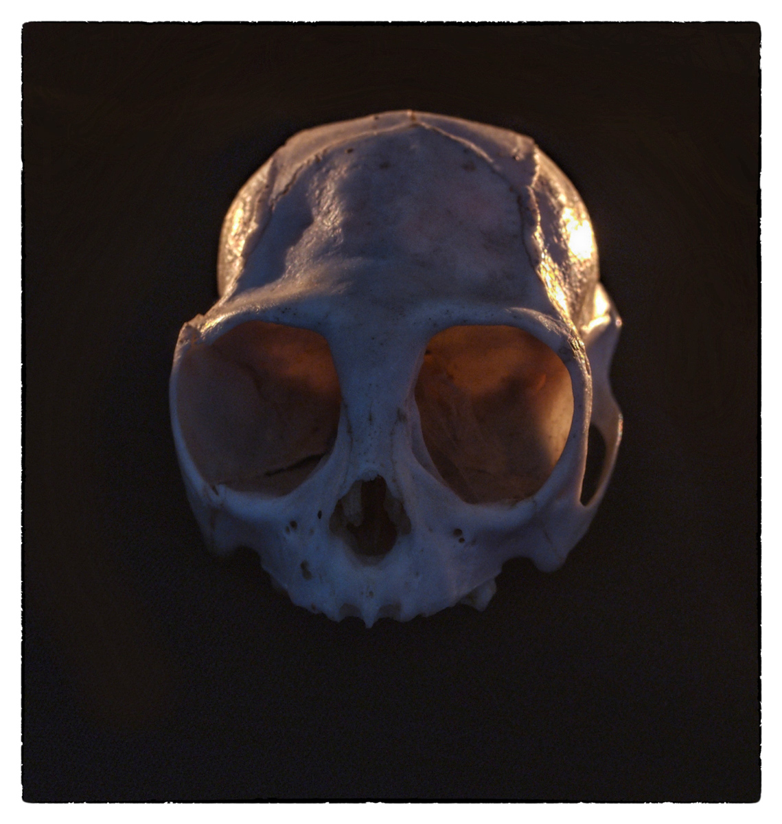 Monkey Skull - WC512