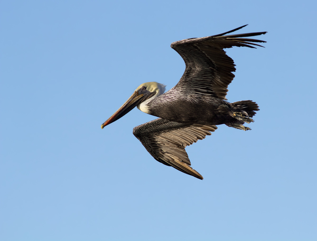 Brown Pelican
