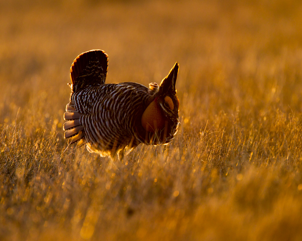 WC512 Prairie Chicken