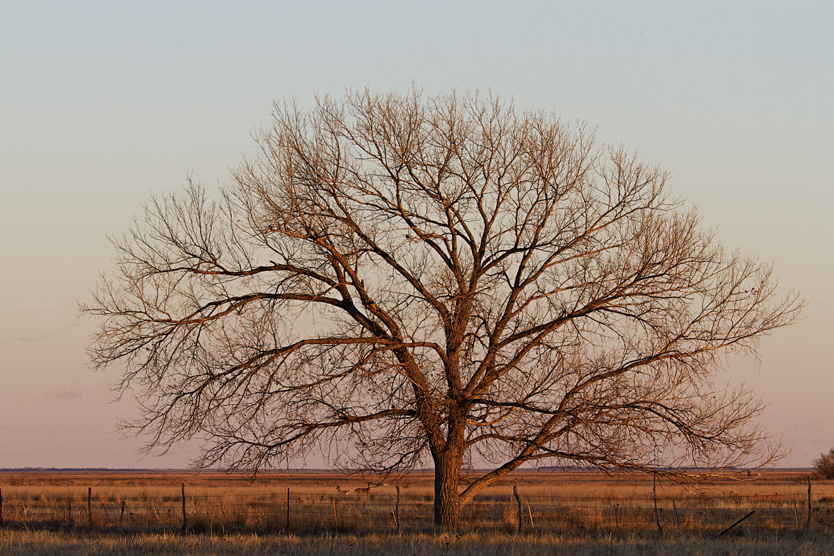 Sunset tree