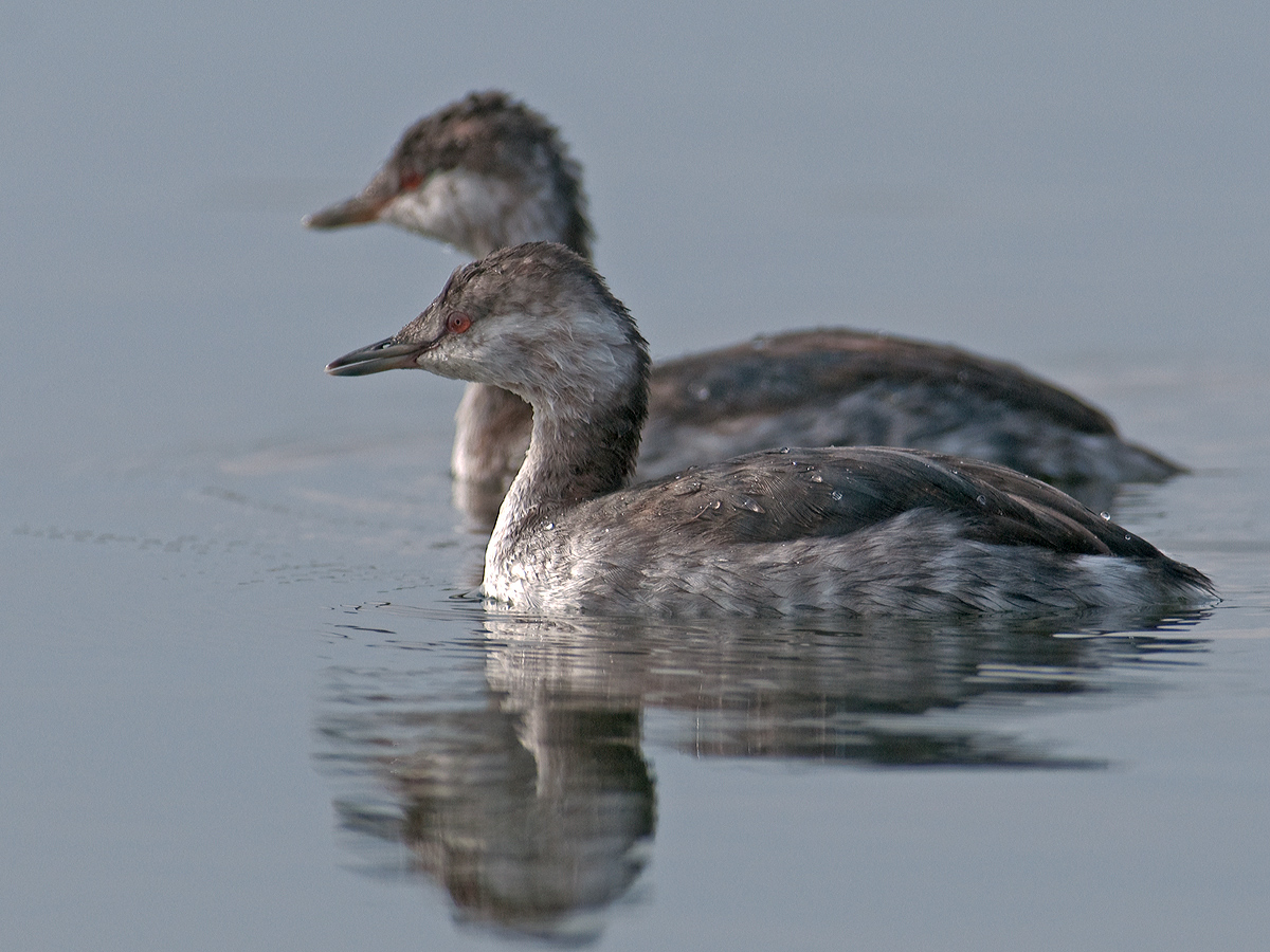 Horned Grebes