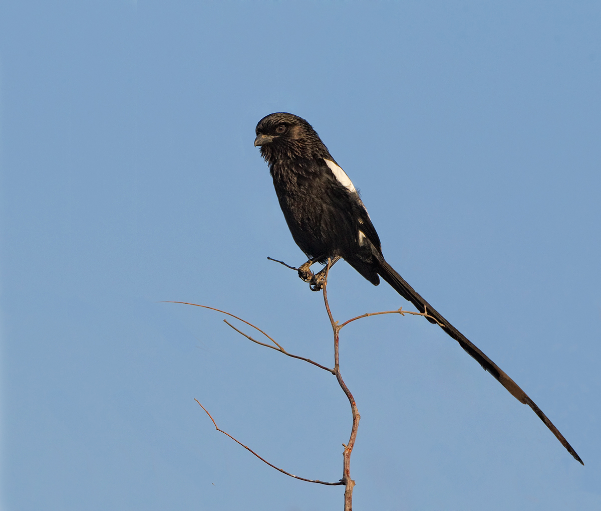 Magpie Shrike