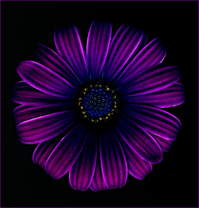 Purple Osteospermum