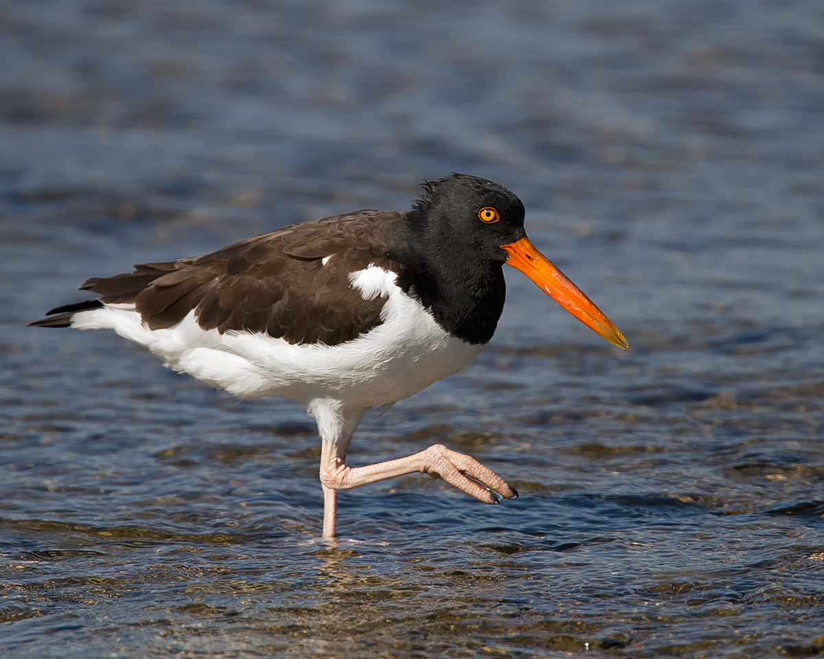 Oyster Catcher