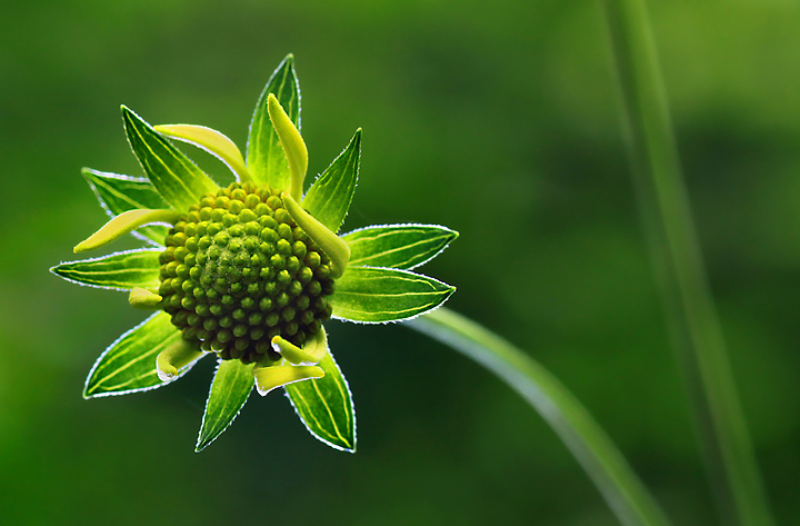 Backlit young sunflower