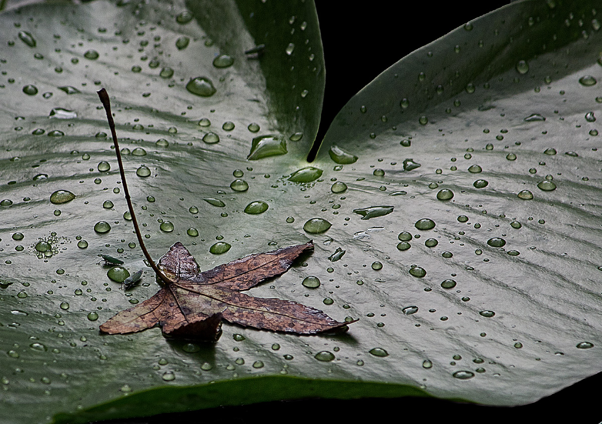 Liily Pad & Leaf
