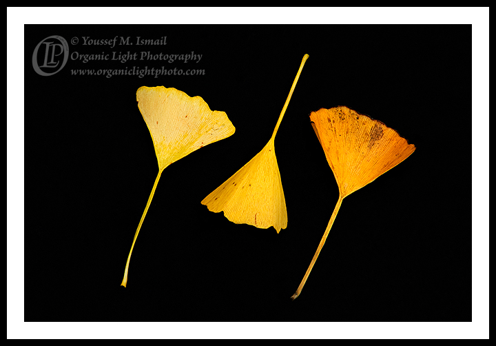 Ginko Bilboa