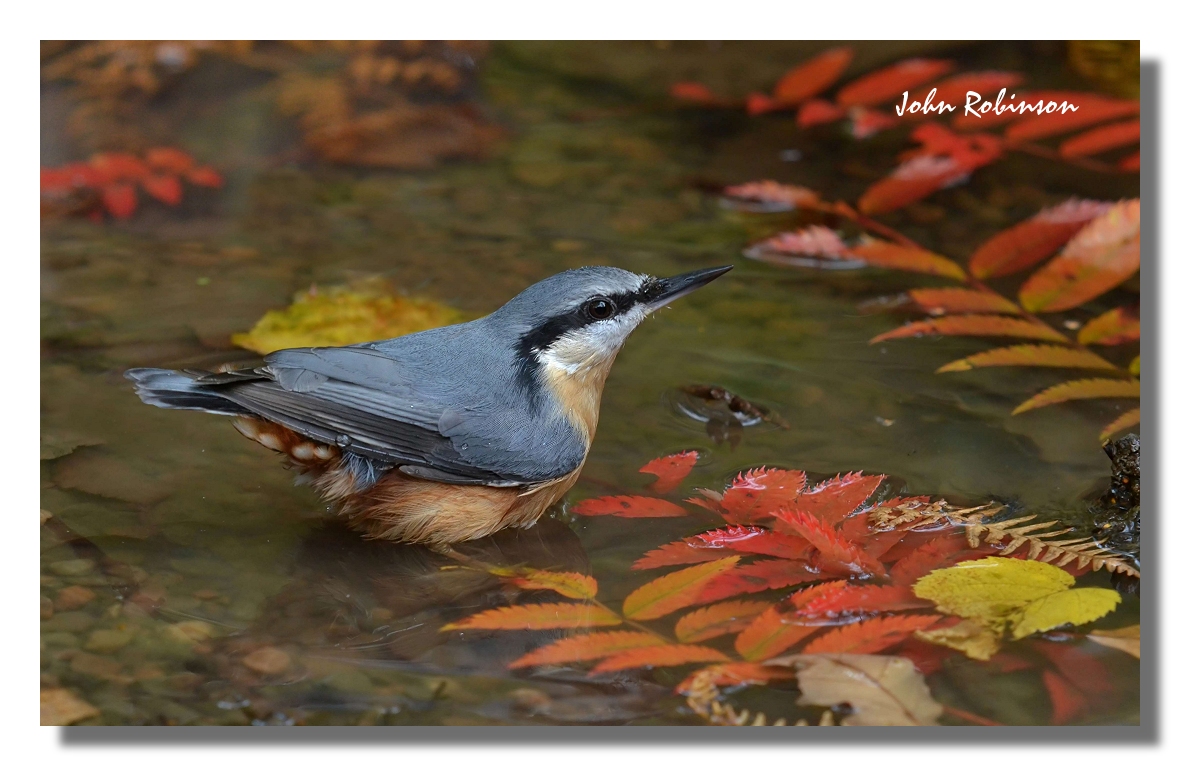 Nuthatch