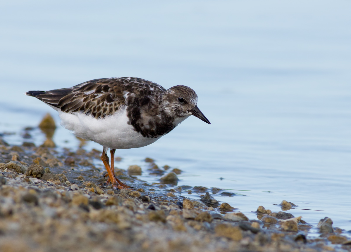 Ruddy Turnstone + 2 reposts