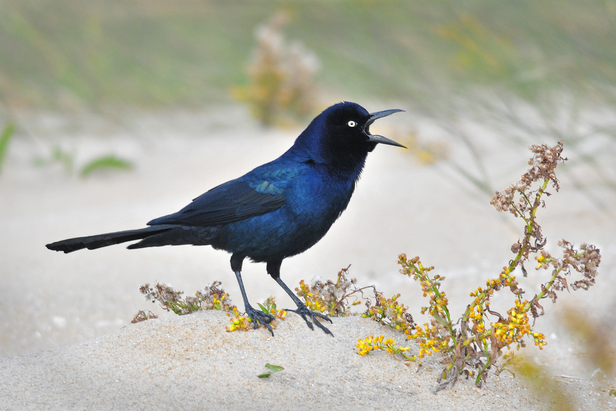 Boat-tailed Grackle