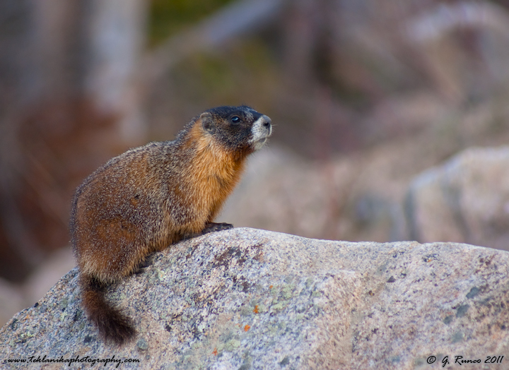 Marmot w/ REPOST