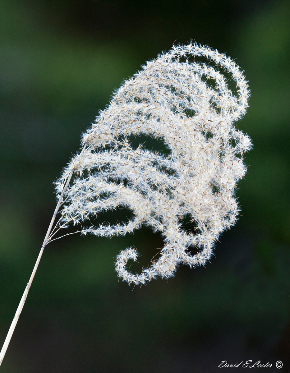 Fluffy
