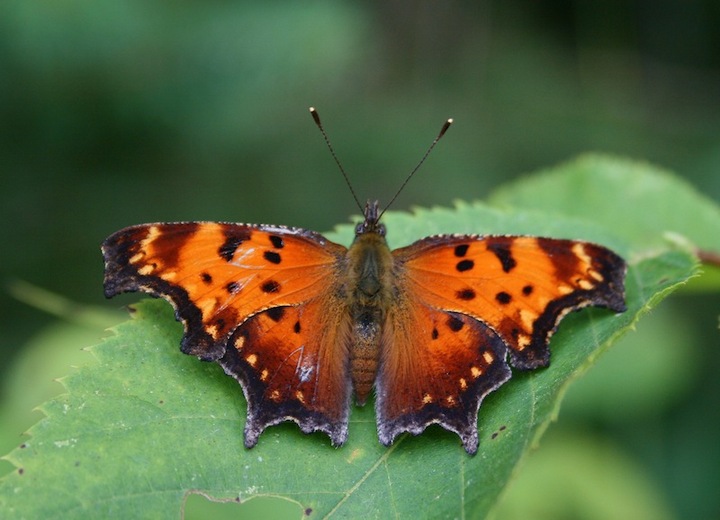 Campsite butterfly