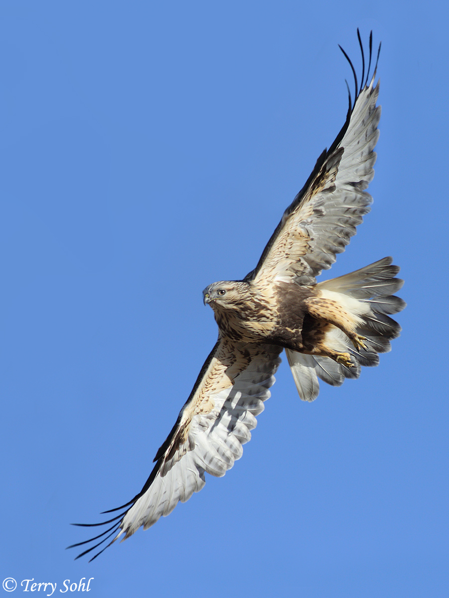 Rough-legged Hawk