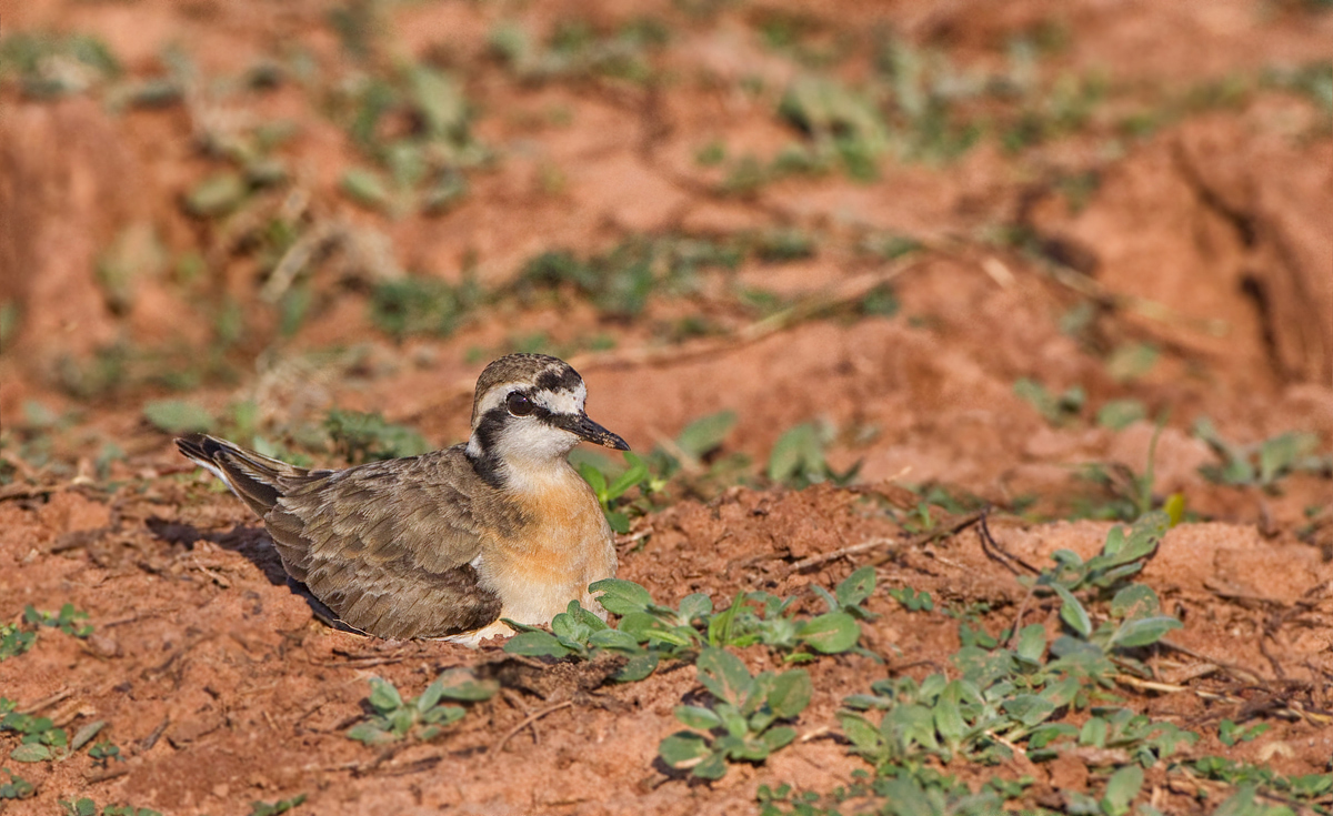 Klivitz's Plover