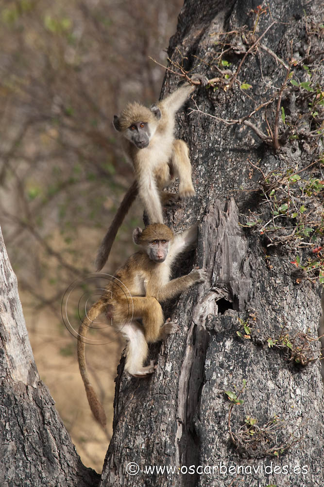 Baboons