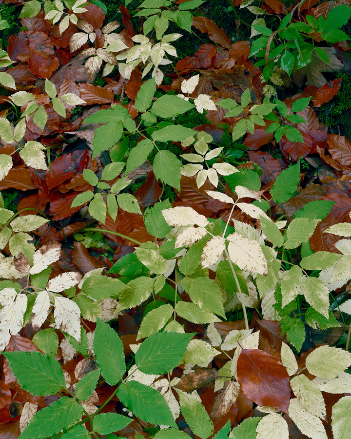 Beech seedlings