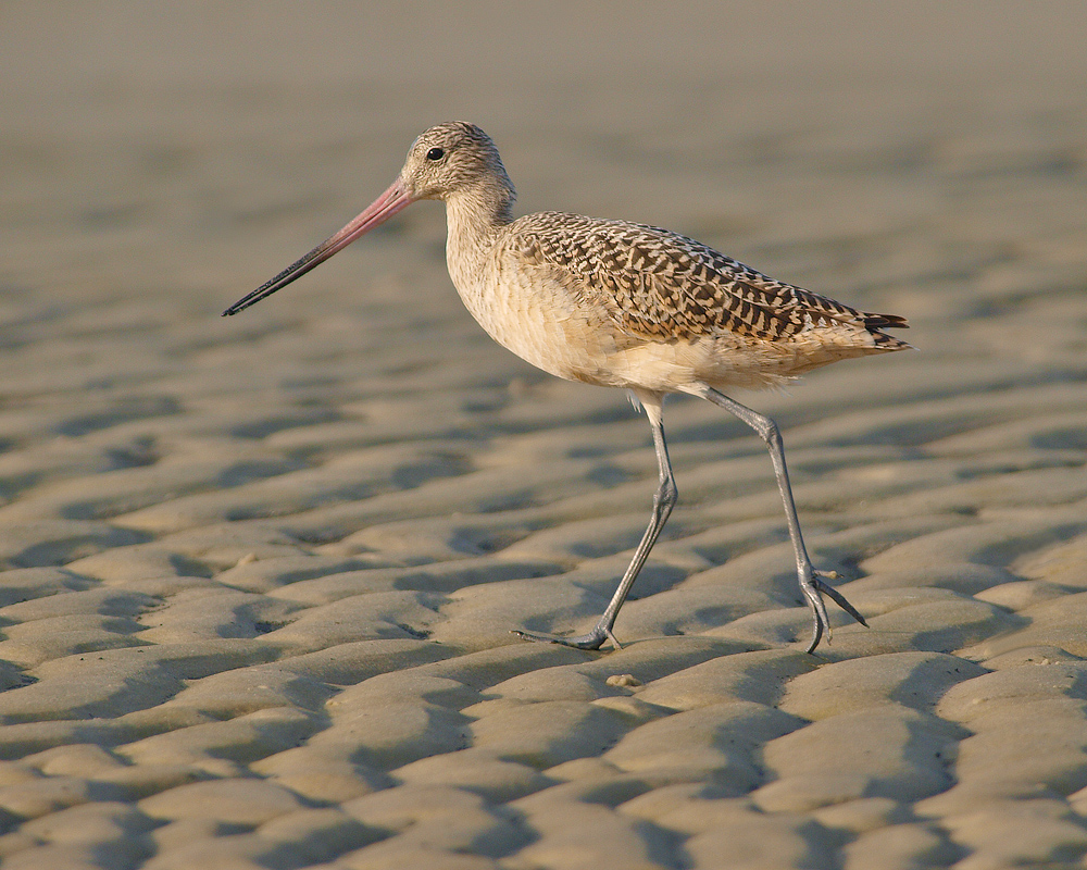 Godwit & Sand Patterns