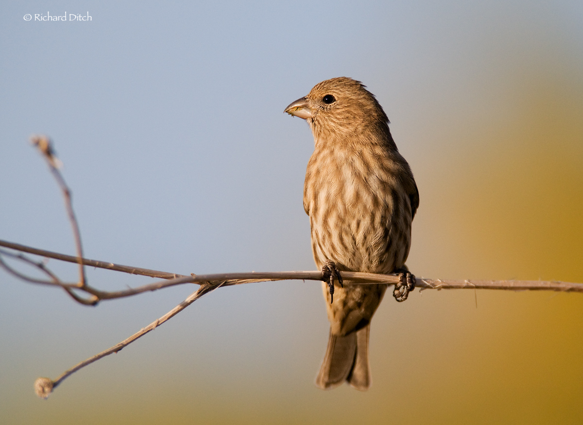 House Finch