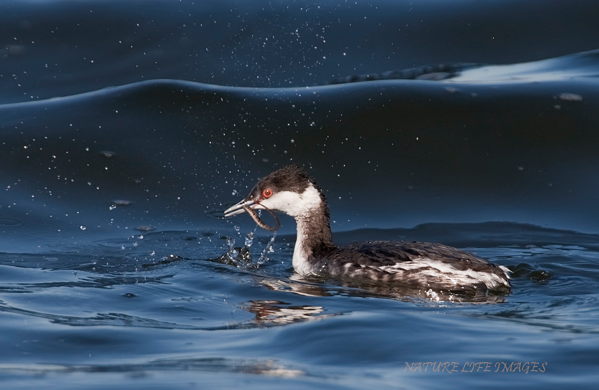 Horned Grebe