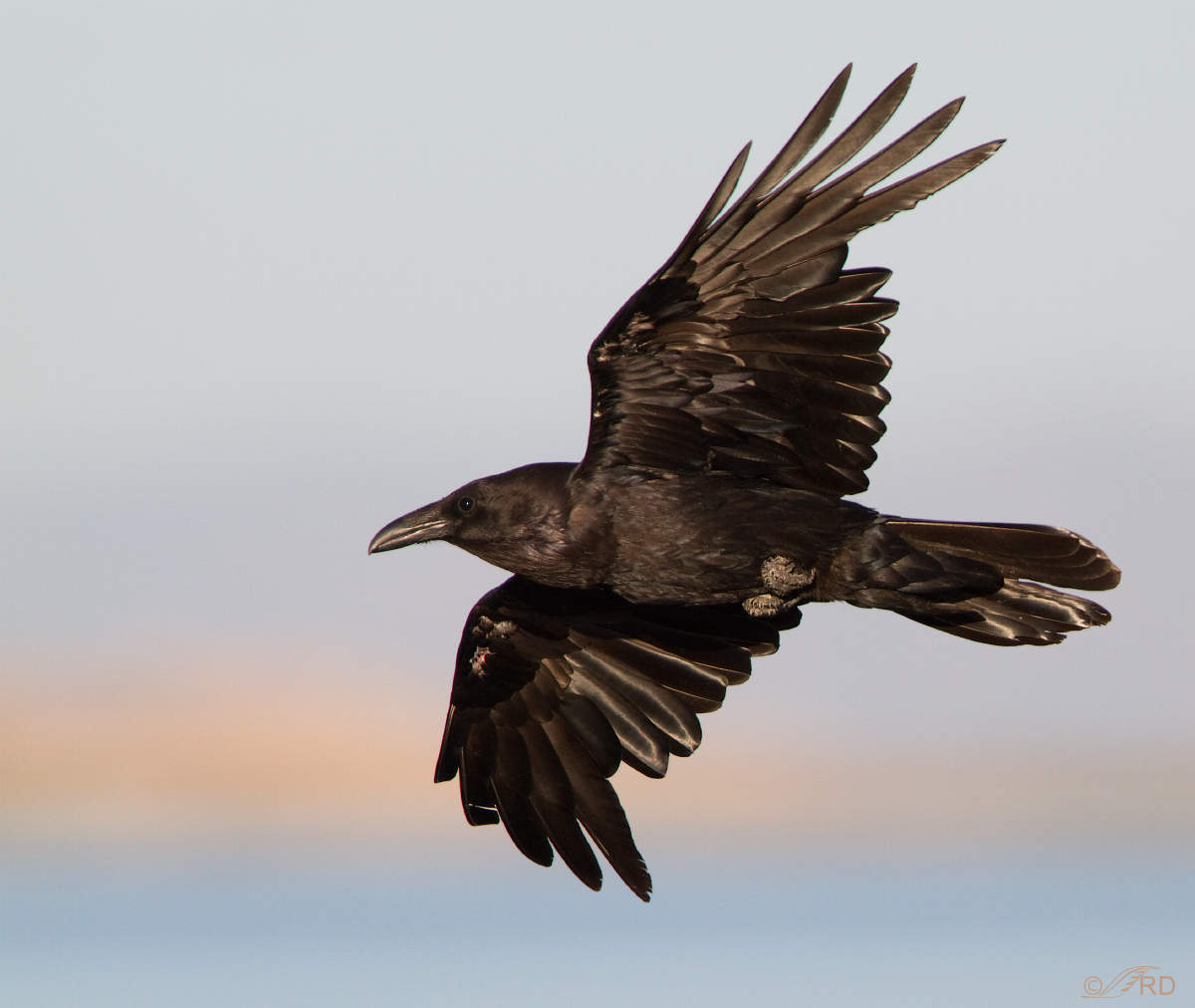 Common Raven