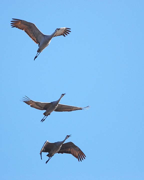 Crane Trio